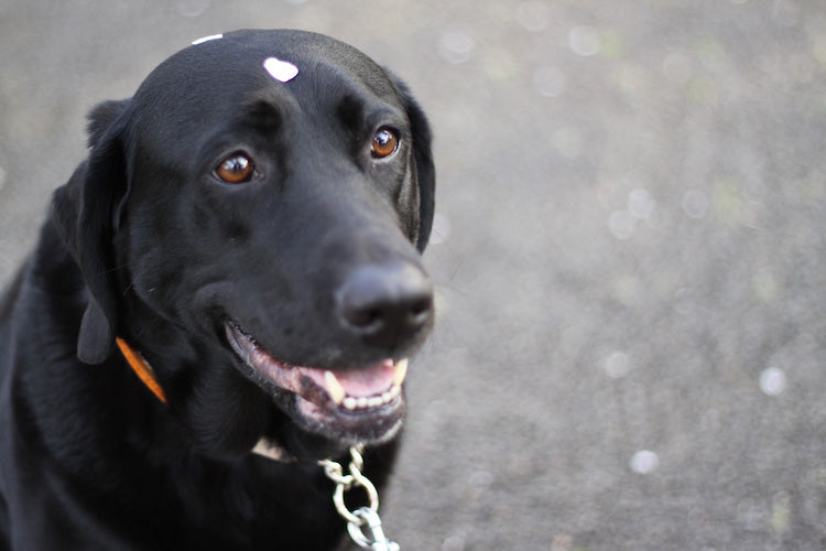 盲導犬について知っていますか?