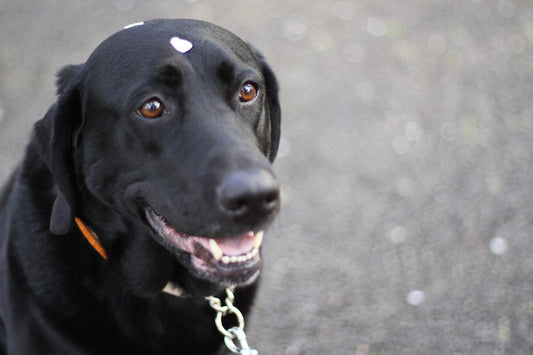 盲導犬について知っていますか？