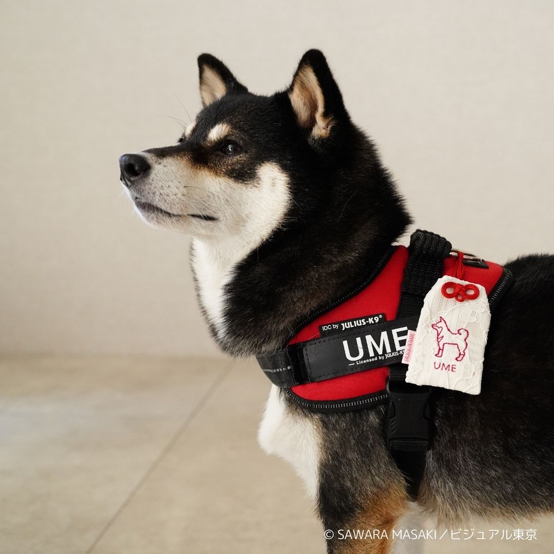 美品　MIKIO SAKABE　シースルージャケット　犬　刺繍　フリーサイズ 美品MIKIO SAKABEシースルージャケット犬刺繍フリーサイズ